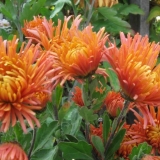 Iglane krizanteme: fotografija, opis, sadnja i njega